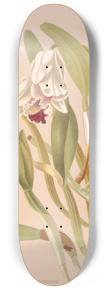 Harriet Stewart Miner - Cattleya Chocoensis 8.25 inch art skate deck