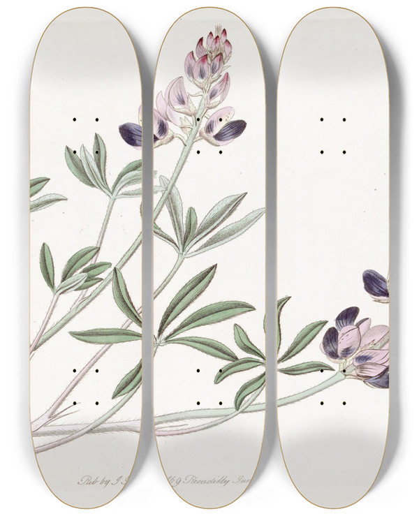 Triptych art skateboard deck of Sydenham Edwards Arid Lupine by Sydenham Edwards (1768-1819)