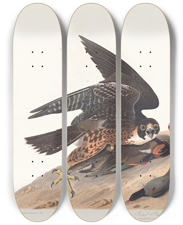 Triptych art skateboard deck of John James Audubon Great Footed Hawk by John James Audubon (1785-1851)