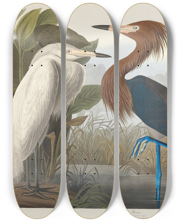 Triptych art skateboard deck of John James Audubon Purple Heron by John James Audubon (1785-1851)