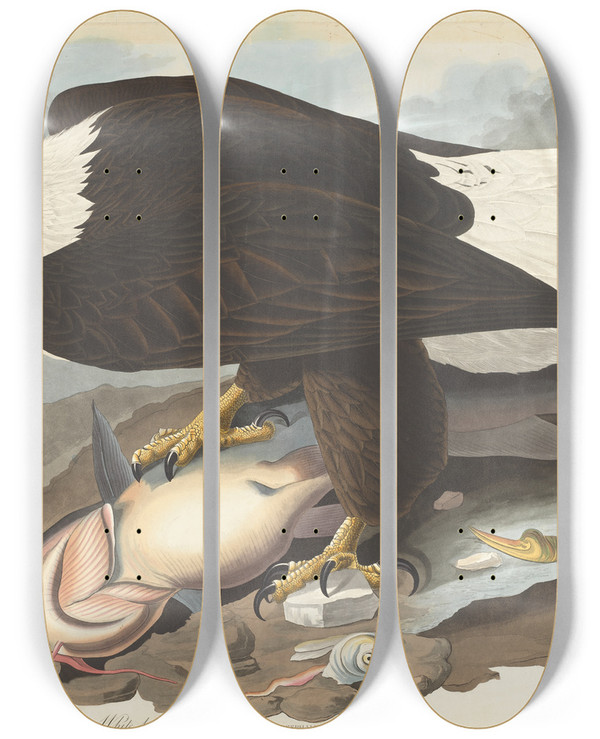 Triptych art skateboard deck of John James Audubon Whiteheaded Eagle by John James Audubon (1785-1851)