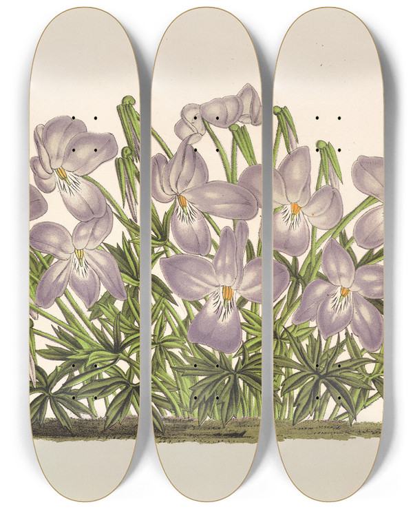 Triptych art skateboard deck of Charles Antoine Lemaire Viola Pedata by Charles Antoine Lemaire (1800-1871)