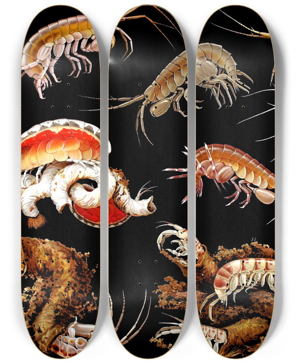 Triptych art skateboard deck of Antonio Della Valle Gammarini Del Golfo Di Napoli Plate 1 by Antonio della Valle (1850-1935)