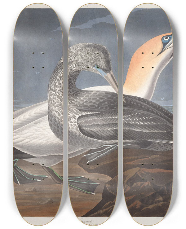 Triptych art skateboard deck of John James Audubon Gannet by John James Audubon (1785-1851)