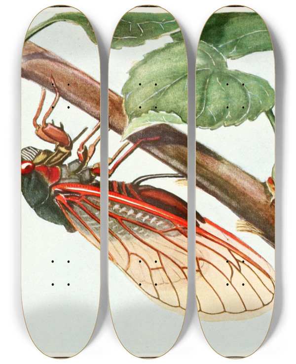 Triptych art skateboard deck of Robert Evans Snodgrass Periodical Cicada by Robert Evans Snodgrass (1875-1962)