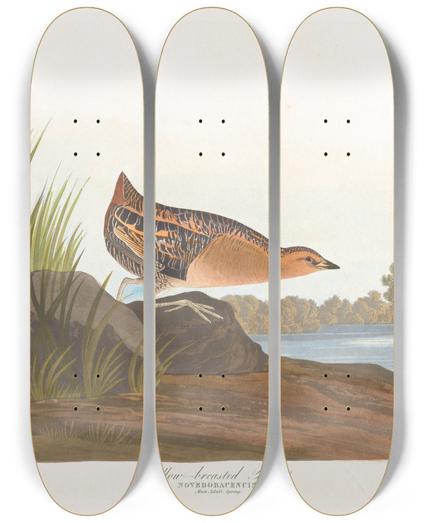 Triptych art skateboard deck of John James Audubon Yellowbreasted Rail by John James Audubon (1785-1851)