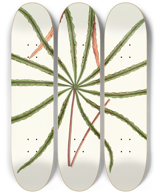 Triptych art skateboard deck of Edward Joseph Lowe Aralia Veitchii by Edward Joseph Lowe (1825-1900)