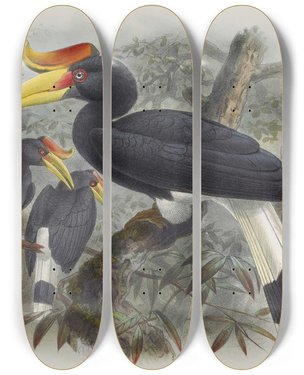 Triptych art skateboard deck of Daniel Giraud Elliot Buceros Rhinoceros by Daniel Giraud Elliot (1835-1915)