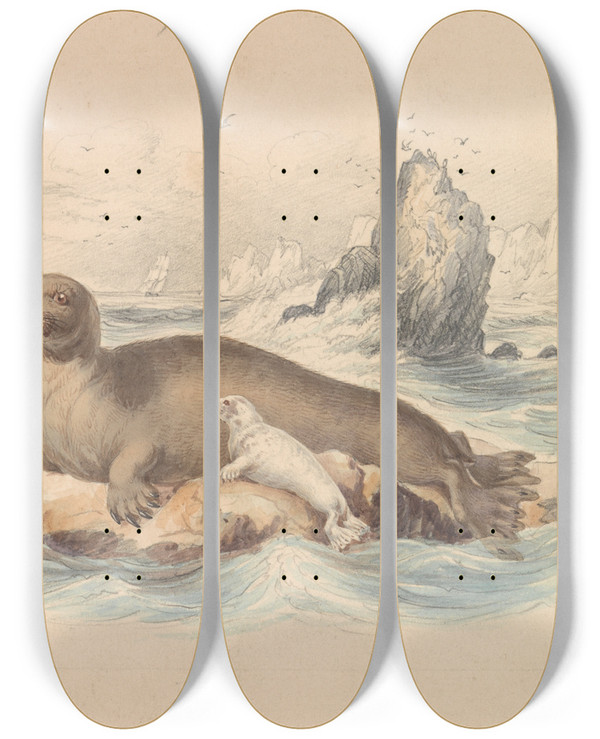 Triptych art skateboard deck of James Stewart The Bearded Seal by James Stewart