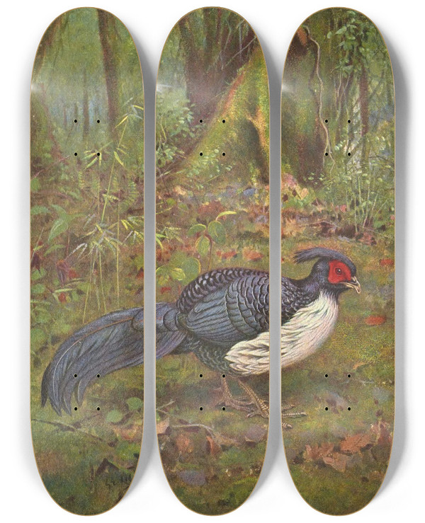 Triptych art skateboard deck of George Edward Lodge Blackbacked Kaleege by George Edward Lodge (1860-1954)