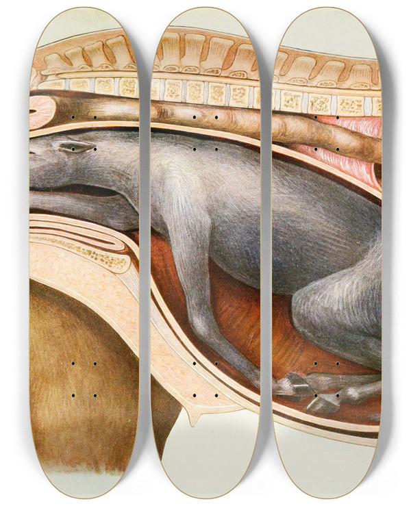Triptych art skateboard deck of Amedeo John Engel Terzi A Malpresentation by Amedeo John Engel Terzi (1872-1956)