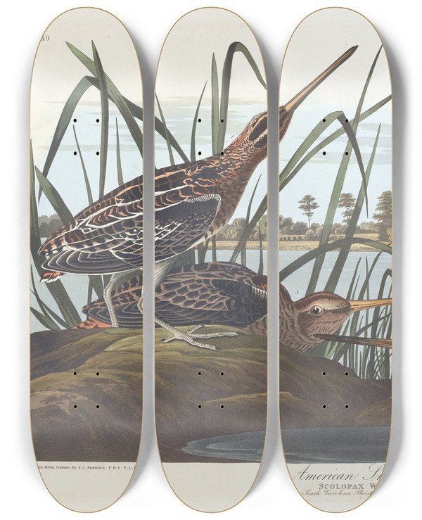 Triptych art skateboard deck of John James Audubon American Snipe by John James Audubon (1785-1851)