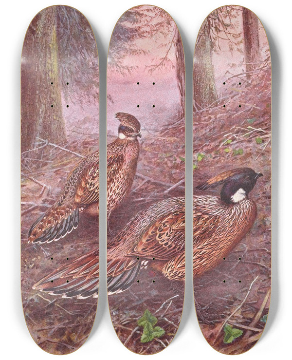 Triptych art skateboard deck of George Edward Lodge Darwins Koklass Pheasant Styans Koklass Pheasant by George Edward Lodge (1860-1954)