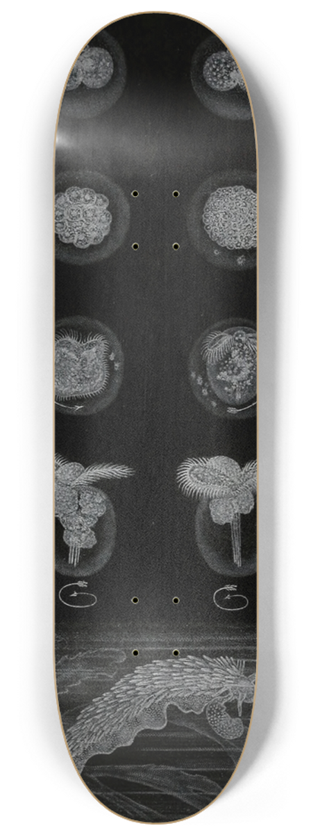 Alfred Frdol - Dveloppement dun Mollusque 8.25 inch art skate deck
