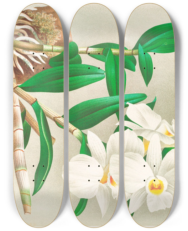 Triptych art skateboard deck of Jean Jules Linden Dendrobium Infundibulum by Jean Jules Linden (1817-1898)