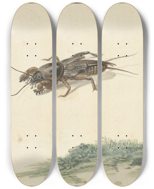 Triptych art skateboard deck of Gerard Sanders Insect by Gerard Sanders (1702-1767)