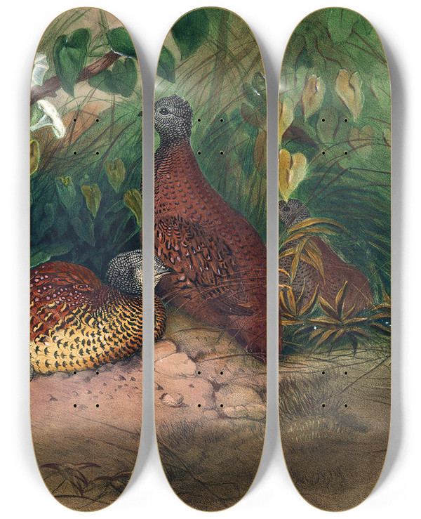 Triptych art skateboard deck of Joseph Wolf The Painted Spurfowl_1 by Joseph Wolf (1820-1899)