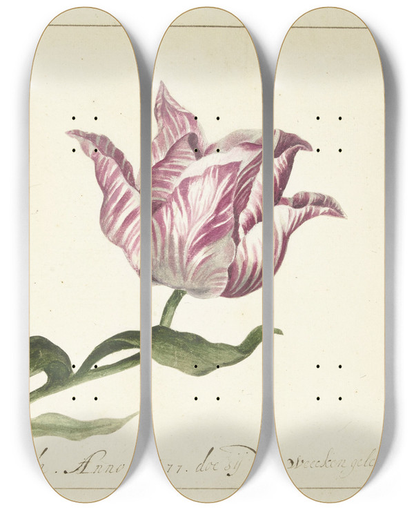 Triptych art skateboard deck of Anna Cornelia Moda Tulip by Anna Cornelia Moda (1600-1699)