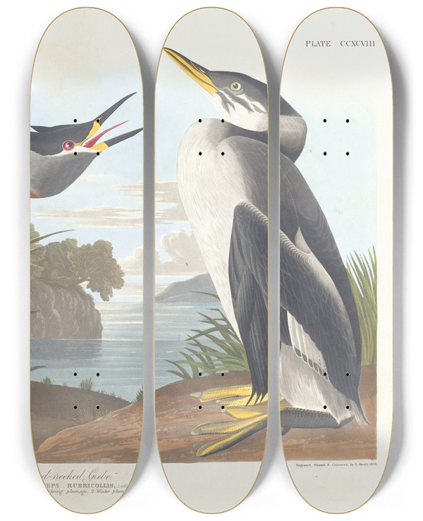 Triptych art skateboard deck of John James Audubon Rednecked Grebe by John James Audubon (1785-1851)