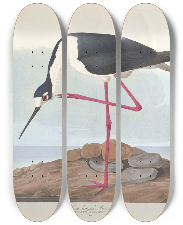 Triptych art skateboard deck of John James Audubon Longlegged Avocet by John James Audubon (1785-1851)