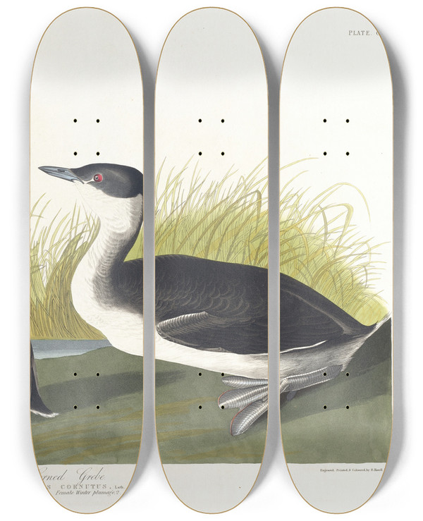 Triptych art skateboard deck of John James Audubon Horned Grebe by John James Audubon (1785-1851)