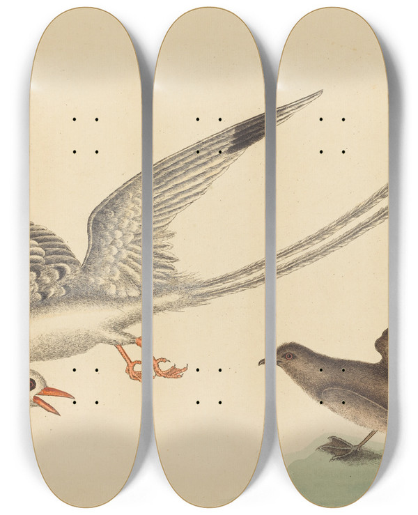 Triptych art skateboard deck of Mark Catesby The Ricebird Emberiza Oryzivora by Mark Catesby (1683-1749)