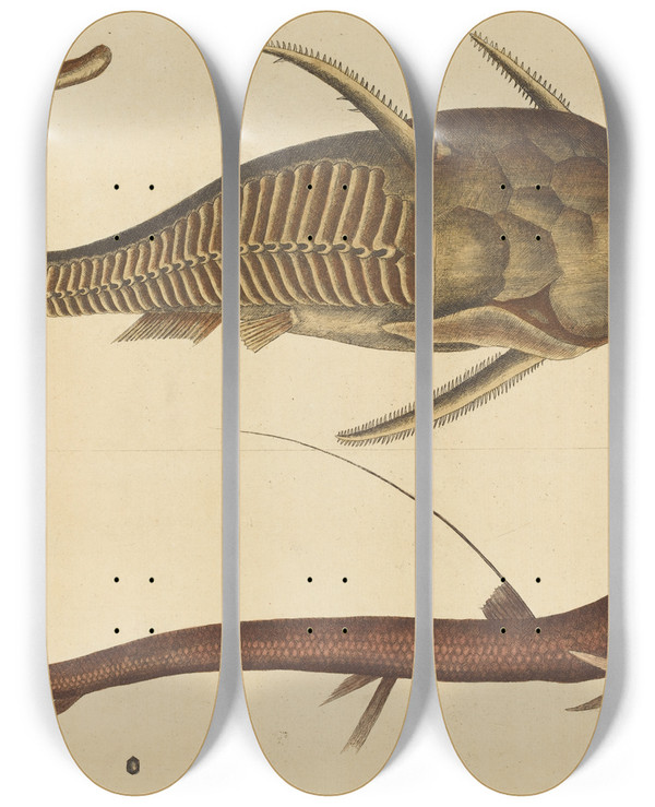 Triptych art skateboard deck of Mark Catesby The Vipermouth Silurus Cataphractus by Mark Catesby (1683-1749)