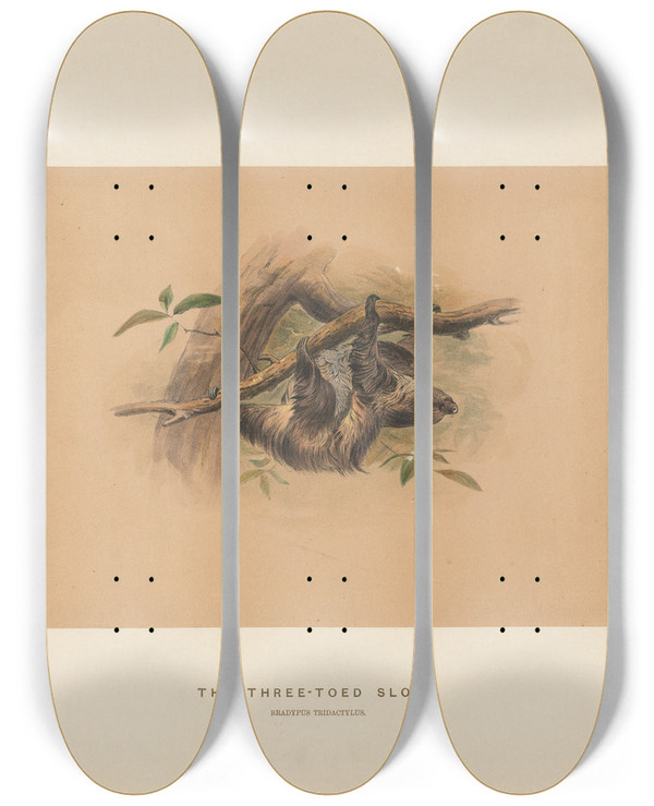 Triptych art skateboard deck of Joseph Wolf The Threetoed Sloth_2 by Joseph Wolf (1820-1899)