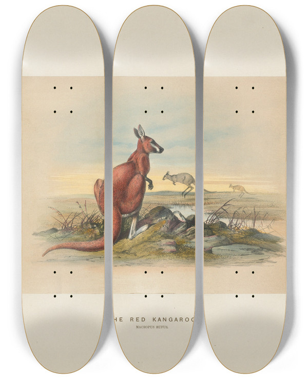 Triptych art skateboard deck of Joseph Wolf The Red Kangaroo_2 by Joseph Wolf (1820-1899)