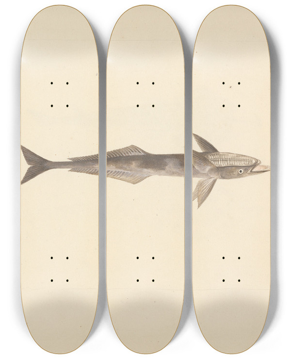 Triptych art skateboard deck of Luigi Balugani Unidentified Fish_34 by Luigi Balugani (1737-1770)