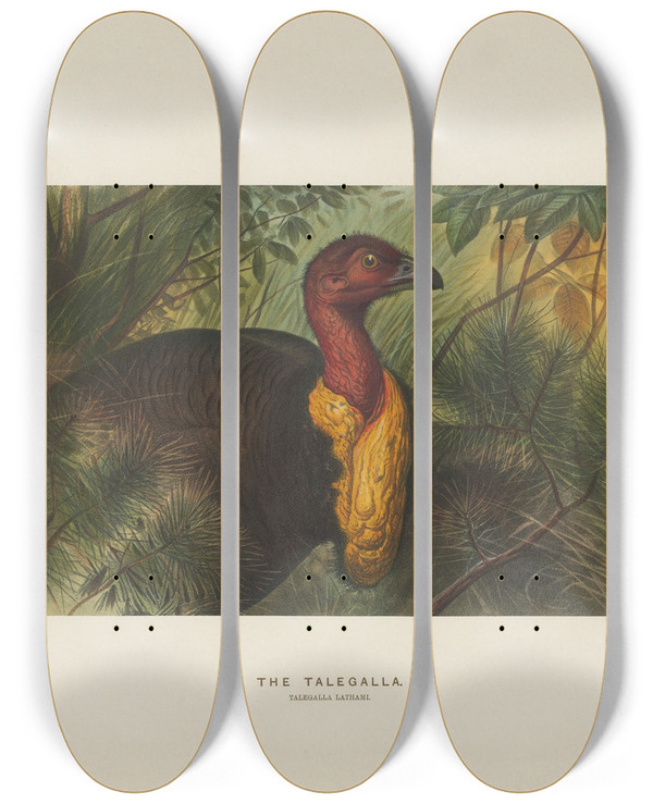 Triptych art skateboard deck of Joseph Wolf The Talegalla_2 by Joseph Wolf (1820-1899)