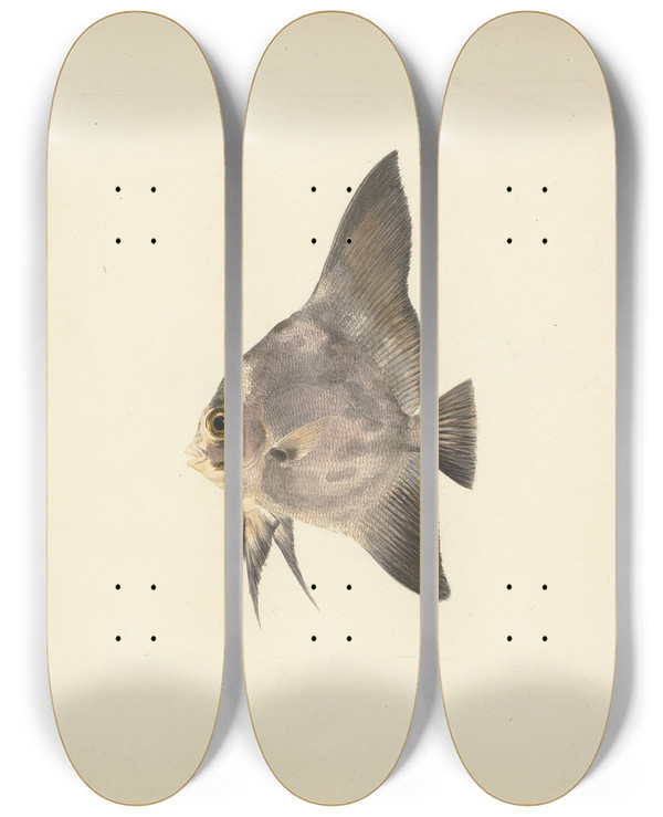 Triptych art skateboard deck of Luigi Balugani Unidentified Fish_17 by Luigi Balugani (1737-1770)