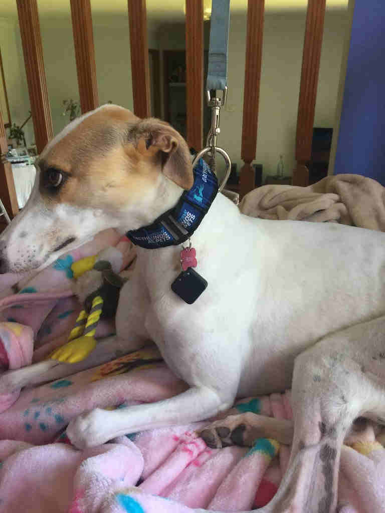 rfid collar tag
