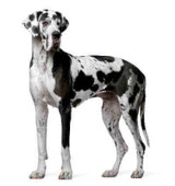 Wall and Door Pet Doors for Great Danes and Other Giant Breeds 