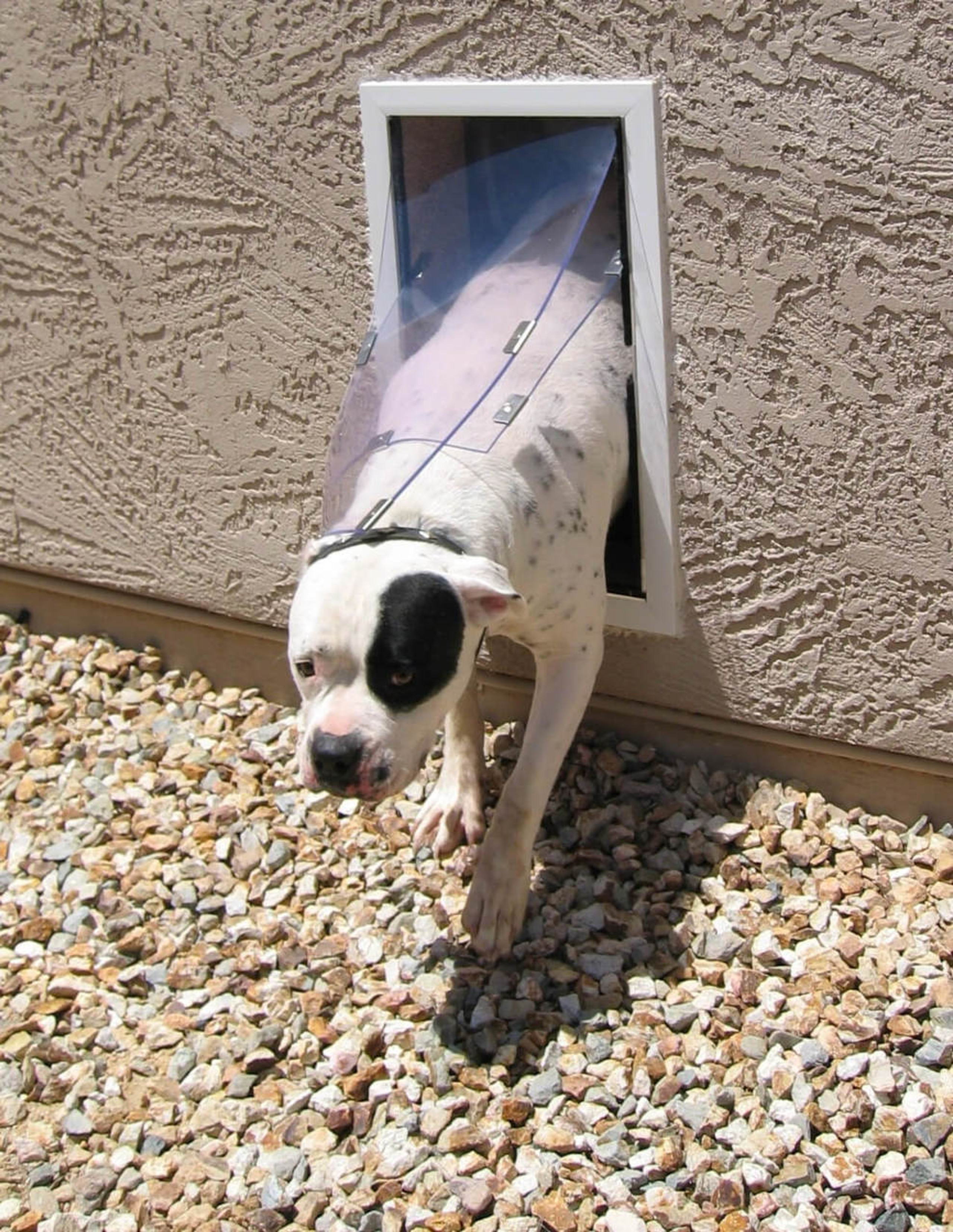 Hale Custom Double Flap Wall Pet Door Pet Door Store hale-pet-doors-door-model-double-flap-pet-doors-dog-door-pets
