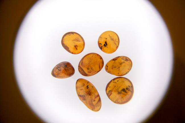 FREQUENTLY ASKED QUESTIONS ABOUT BALTIC AMBER