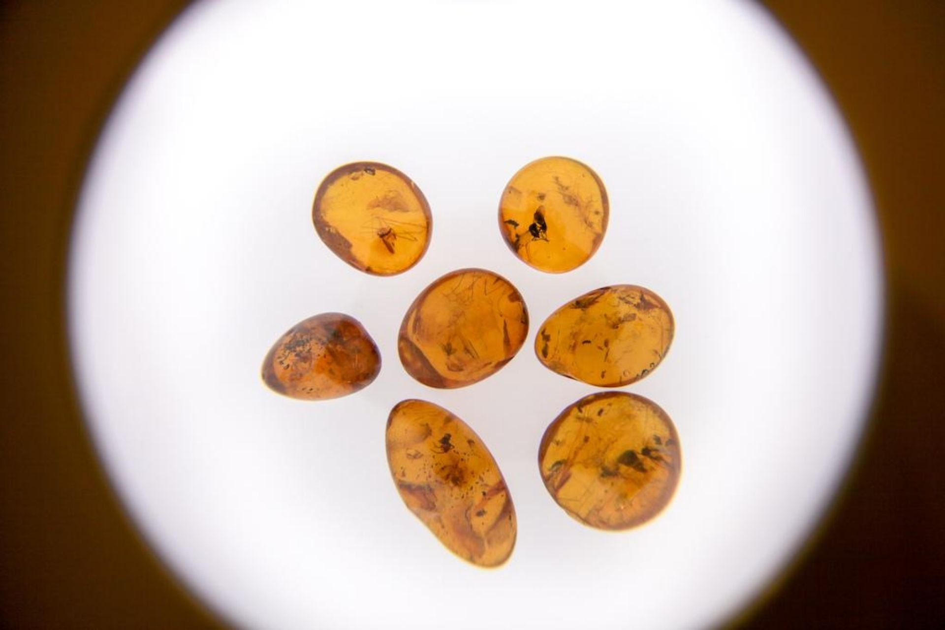 marambra amber