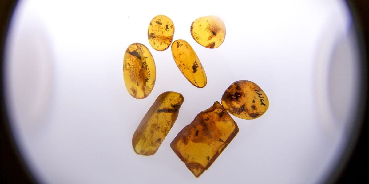 marambra amber