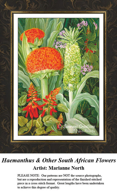 Fine Art Cross Stitch | Haemanthus & Other South African Flowers
