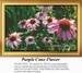 A vibrant field of purple cone flowers under the summer sun, designed as a downloadable pattern for full cross stitches using DMC floss.