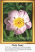 A soft pink peony with curling petals and a bright yellow center, displayed on green foliage, available as a downloadable pattern.