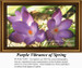 A close view of crocus flowers in shades of purple with orange centers, designed as a counted cross stitch design for floral enthusiasts.
