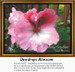 A pink flower with deeper hues at the center and dewdrops on the petals is available as a counted cross stitch pattern.