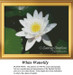 Flower Cross Stitch Pattern | White Waterlily