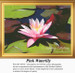 A pink waterlily with recently opened petals and a yellow center sits among lily pads, arranged as a counted cross stitch design.