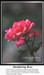 A deep pink rose blooms against a slate gray background, immortalized as a counted cross stitch pattern.