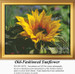 A vibrant sunflower with golden petals stands tall against a green background, frozen in time as a counted cross stitch pattern.