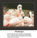 A large cross stitch pattern of a flock of flamingos resting near a pond, showcasing solid colors for a realistic look on aida cloth.