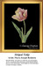 A striped tulip with pink and yellow petals and green leaves, created as a counted cross stitch pattern by artist Pierre-Joseph Redoute.