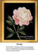 A pink and ivory peony blooms with glossy deep green leaves, shown as an xstitch chart with full cross stitches on a black background.